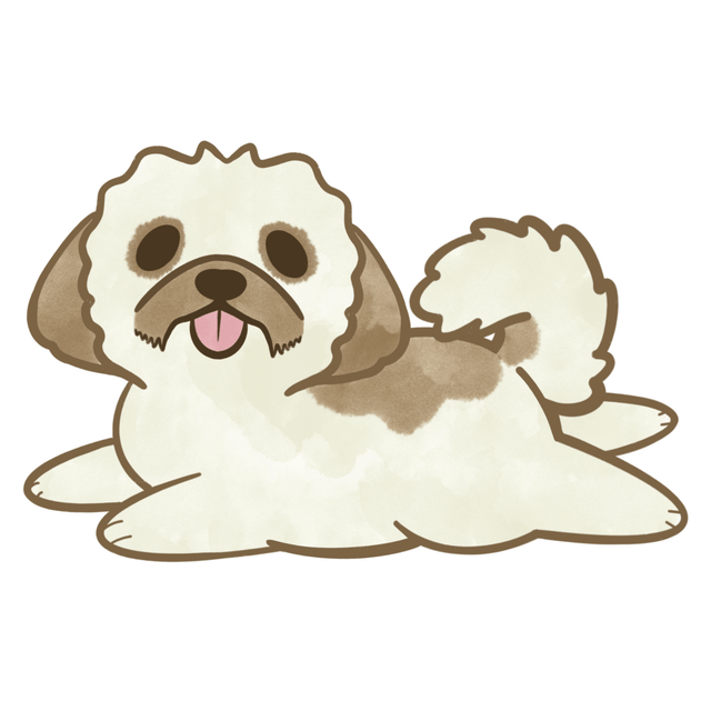 Shih Tzu