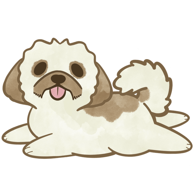 Shih Tzu